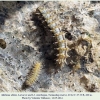 melitaea abbas turanchay larva2